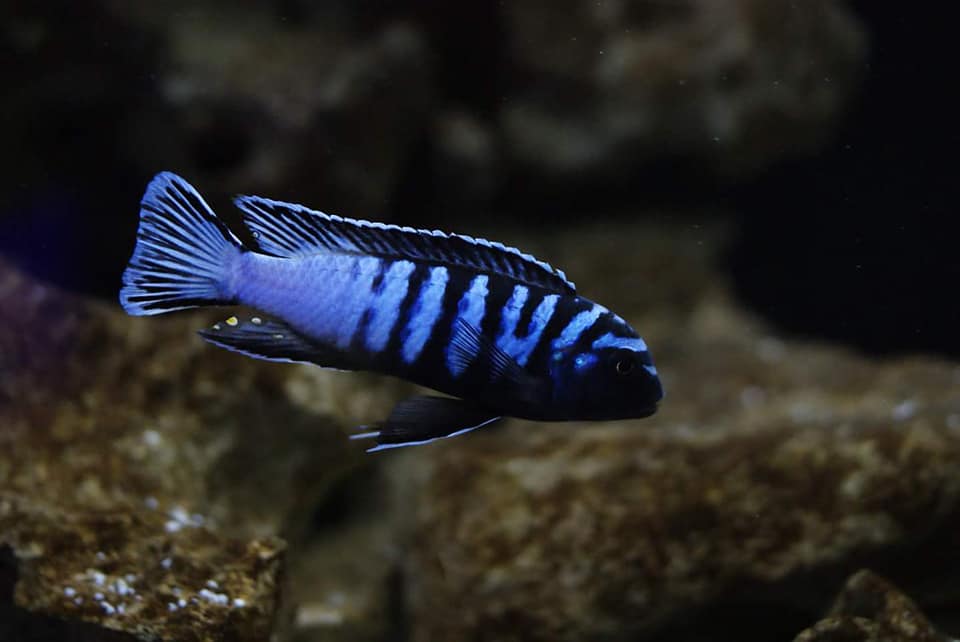 Pseudotropheus sp. "elongatus ornatus"